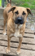 LINN, Hund, Mischlingshund in Griechenland - Bild 7