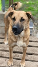 LINN, Hund, Mischlingshund in Griechenland - Bild 8