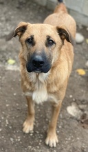 LINN, Hund, Mischlingshund in Griechenland - Bild 9