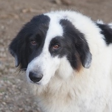 MAELLA, Hund, Mischlingshund in Griechenland - Bild 1