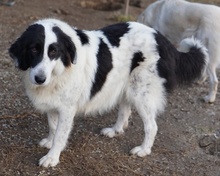 MAELLA, Hund, Mischlingshund in Griechenland - Bild 10