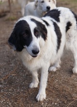 MAELLA, Hund, Mischlingshund in Griechenland - Bild 11