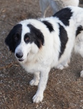 MAELLA, Hund, Mischlingshund in Griechenland - Bild 12