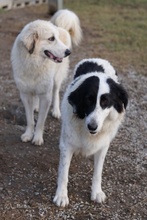 MAELLA, Hund, Mischlingshund in Griechenland - Bild 13