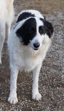 MAELLA, Hund, Mischlingshund in Griechenland - Bild 14