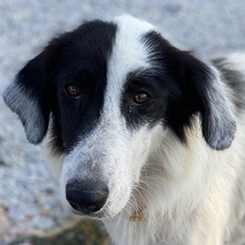 MAELLA, Hund, Mischlingshund in Griechenland - Bild 15
