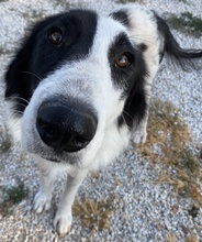 MAELLA, Hund, Mischlingshund in Griechenland - Bild 16