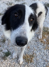 MAELLA, Hund, Mischlingshund in Griechenland - Bild 17