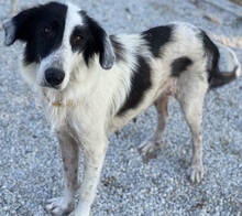 MAELLA, Hund, Mischlingshund in Griechenland - Bild 18