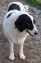 MAELLA, Hund, Mischlingshund in Griechenland - Bild 2