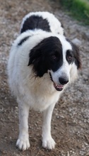 MAELLA, Hund, Mischlingshund in Griechenland - Bild 3