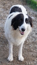 MAELLA, Hund, Mischlingshund in Griechenland - Bild 4