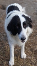 MAELLA, Hund, Mischlingshund in Griechenland - Bild 5