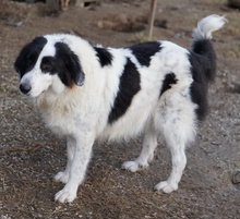 MAELLA, Hund, Mischlingshund in Griechenland - Bild 7