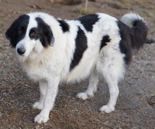 MAELLA, Hund, Mischlingshund in Griechenland - Bild 8
