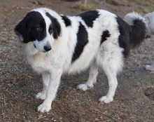 MAELLA, Hund, Mischlingshund in Griechenland - Bild 9