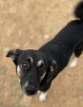 NANCY, Hund, Mischlingshund in Griechenland - Bild 16
