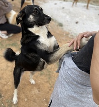 NANCY, Hund, Mischlingshund in Griechenland - Bild 18