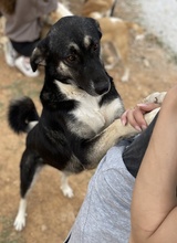 NANCY, Hund, Mischlingshund in Griechenland - Bild 19