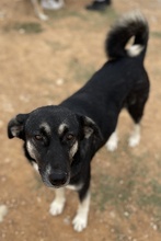 NANCY, Hund, Mischlingshund in Griechenland - Bild 21