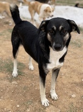 NANCY, Hund, Mischlingshund in Griechenland - Bild 22