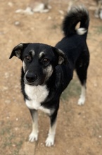 NANCY, Hund, Mischlingshund in Griechenland - Bild 24