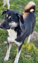 NANCY, Hund, Mischlingshund in Griechenland - Bild 8
