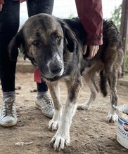 RAMONA, Hund, Mischlingshund in Griechenland - Bild 11