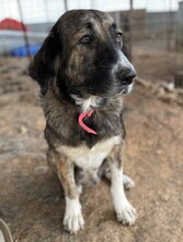 RAMONA, Hund, Mischlingshund in Griechenland - Bild 12