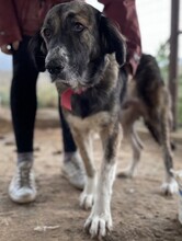 RAMONA, Hund, Mischlingshund in Griechenland - Bild 2