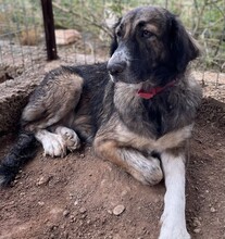 RAMONA, Hund, Mischlingshund in Griechenland - Bild 4
