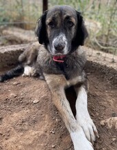 RAMONA, Hund, Mischlingshund in Griechenland - Bild 6