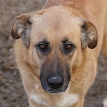 WILHELMINEJOHANNA, Hund, Mischlingshund in Griechenland - Bild 1