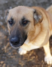 WILHELMINEJOHANNA, Hund, Mischlingshund in Griechenland - Bild 10