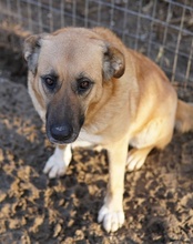 WILHELMINEJOHANNA, Hund, Mischlingshund in Griechenland - Bild 11