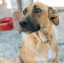 WILHELMINEJOHANNA, Hund, Mischlingshund in Griechenland - Bild 13