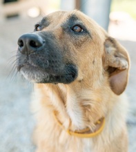 WILHELMINEJOHANNA, Hund, Mischlingshund in Griechenland - Bild 14