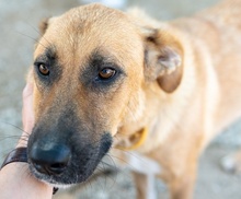 WILHELMINEJOHANNA, Hund, Mischlingshund in Griechenland - Bild 15