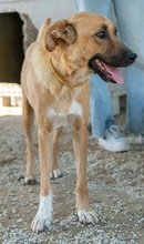 WILHELMINEJOHANNA, Hund, Mischlingshund in Griechenland - Bild 16
