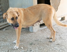 WILHELMINEJOHANNA, Hund, Mischlingshund in Griechenland - Bild 18