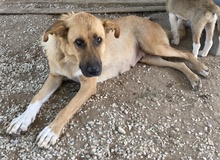 WILHELMINEJOHANNA, Hund, Mischlingshund in Griechenland - Bild 19