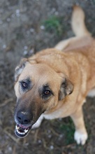 WILHELMINEJOHANNA, Hund, Mischlingshund in Griechenland - Bild 2