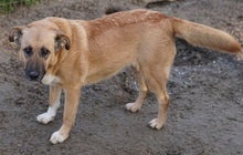 WILHELMINEJOHANNA, Hund, Mischlingshund in Griechenland - Bild 5