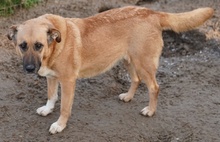 WILHELMINEJOHANNA, Hund, Mischlingshund in Griechenland - Bild 6