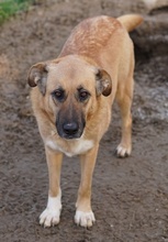 WILHELMINEJOHANNA, Hund, Mischlingshund in Griechenland - Bild 7