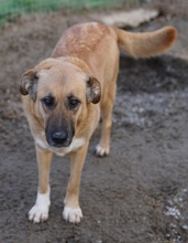 WILHELMINEJOHANNA, Hund, Mischlingshund in Griechenland - Bild 9