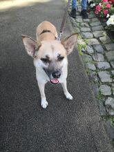 DHARMA, Hund, Deutscher Schäferhund in Berlin - Bild 10