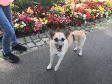 DHARMA, Hund, Deutscher Schäferhund in Berlin - Bild 11