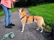 DHARMA, Hund, Deutscher Schäferhund in Berlin - Bild 13