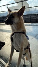 DHARMA, Hund, Deutscher Schäferhund in Berlin - Bild 9